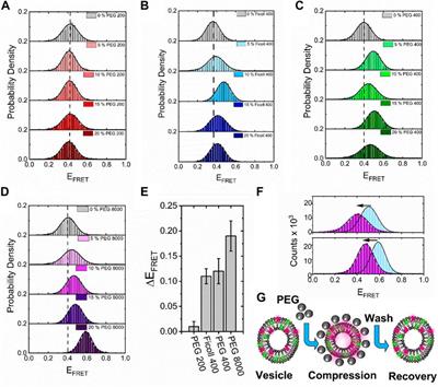 Crowding-induced morphological changes in synthetic lipid vesicles determined using smFRET